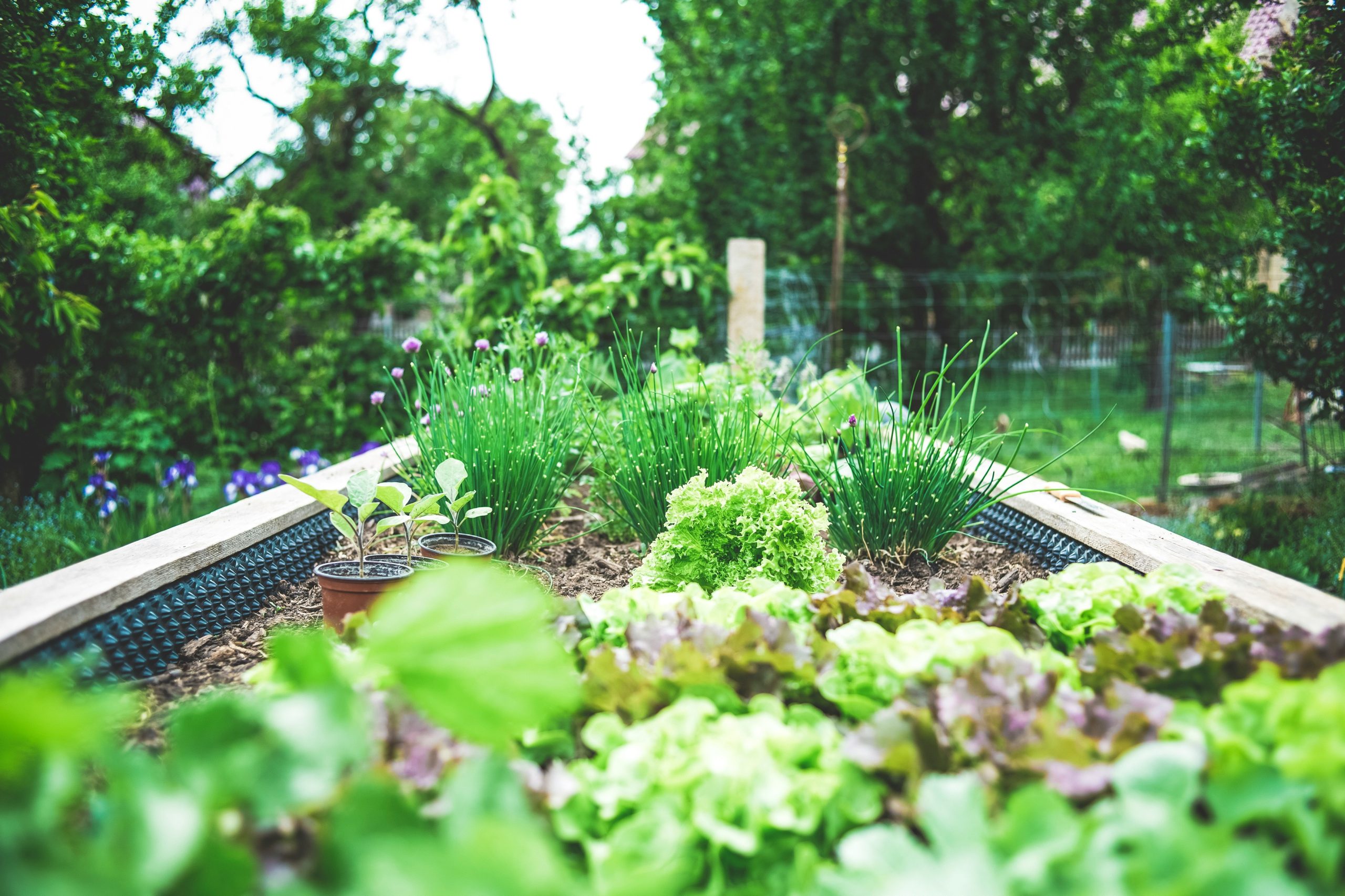 How Mindfulness and Gardening Go Hand in Hand