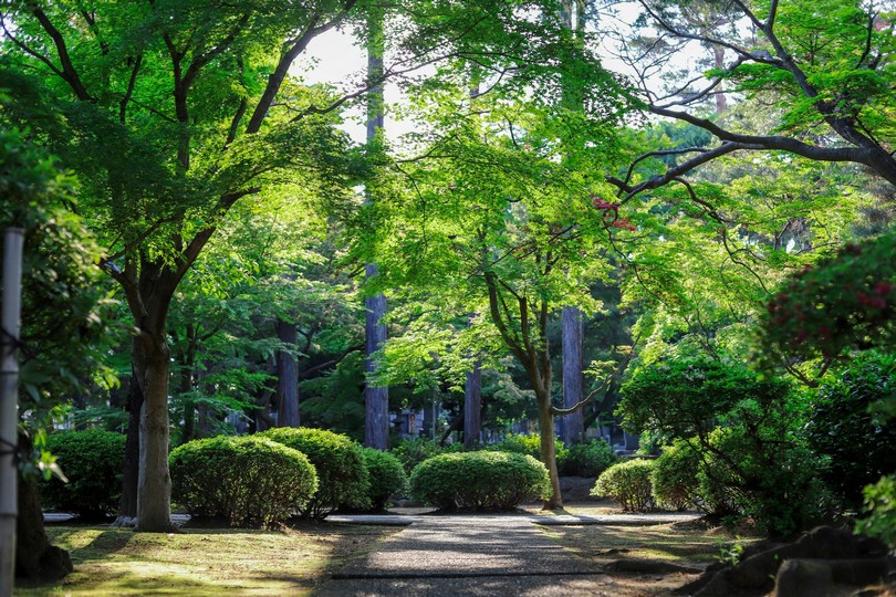 Woodland Canopy & Forest Walk