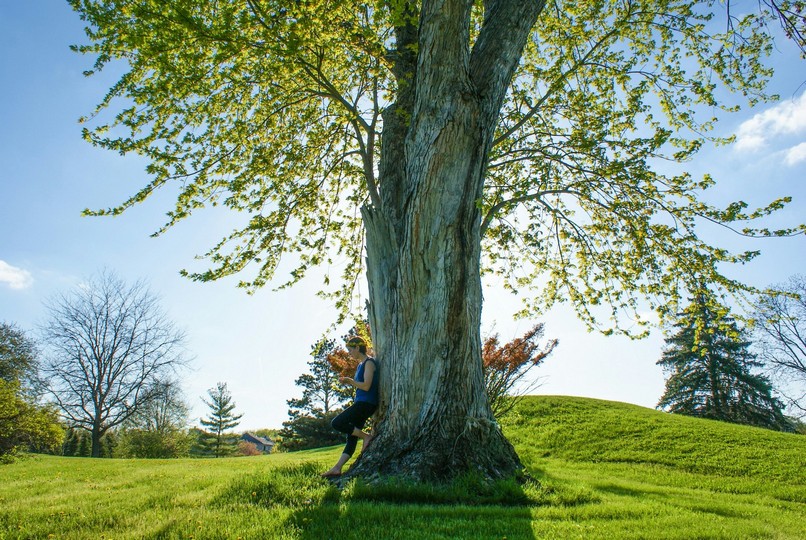 Heritage Tree Canopy & Wild Grasses