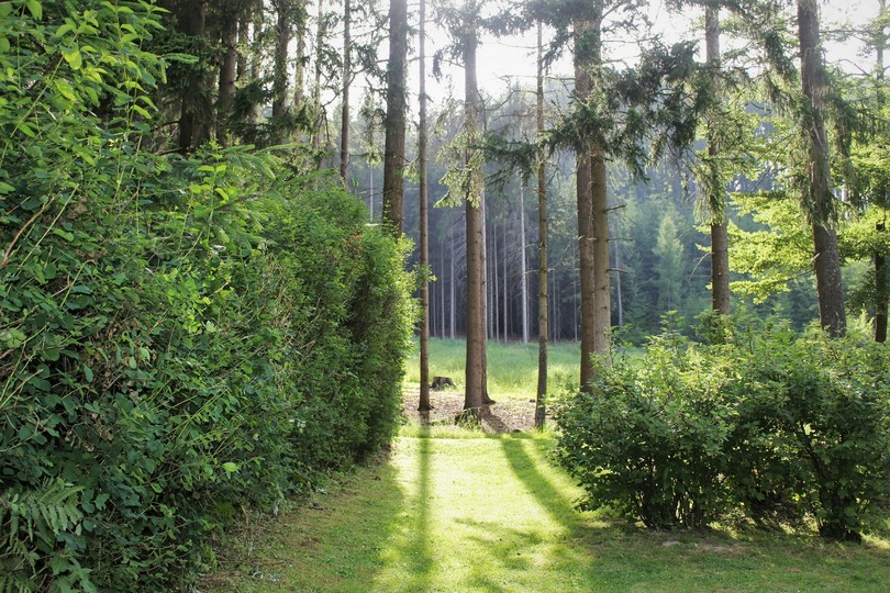 Bamboo Grove & Privacy Screen