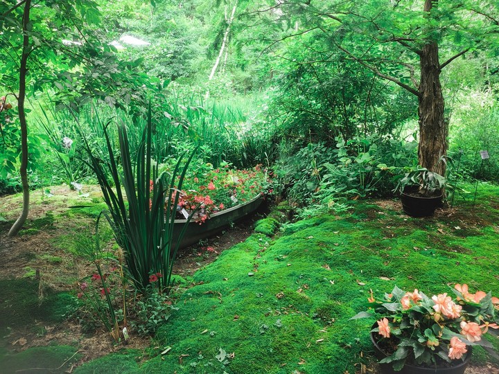 Forest Path & Natural Canopy