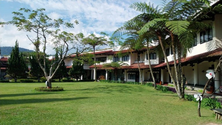 Villa Garden Lawn & Estate Palms