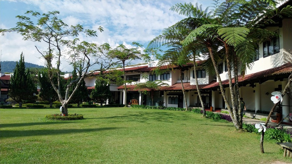 Villa Garden Lawn & Estate Palms