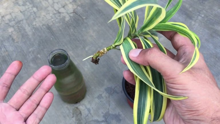 Plant Propagation