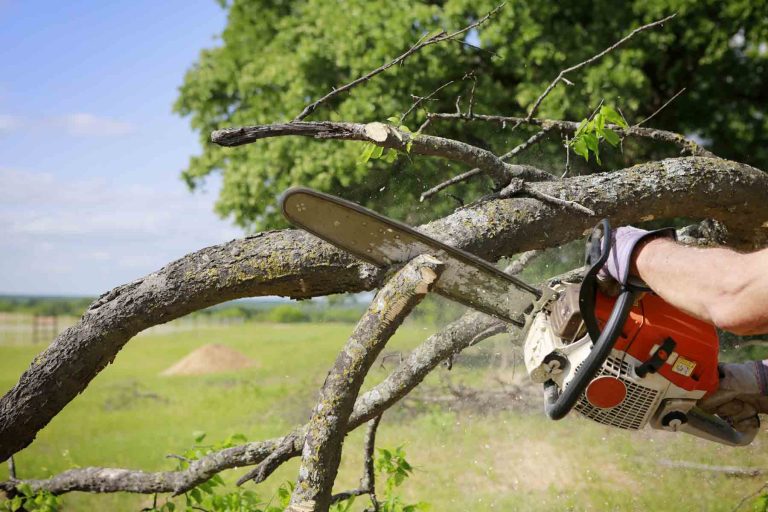 Tree Pruning & Removal