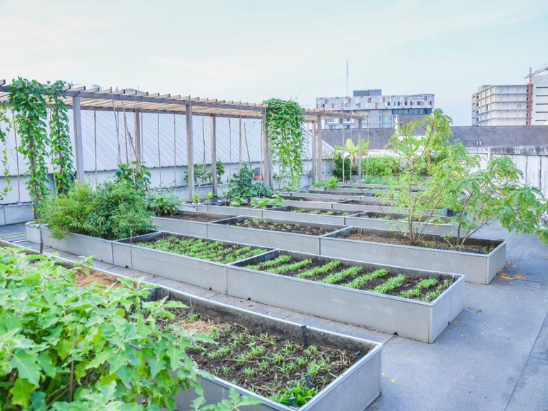 Rooftop Gardening