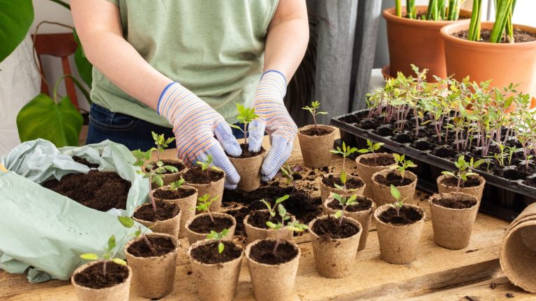 Planting and Transplanting